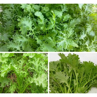 Hạt giống cải đuôi phụng