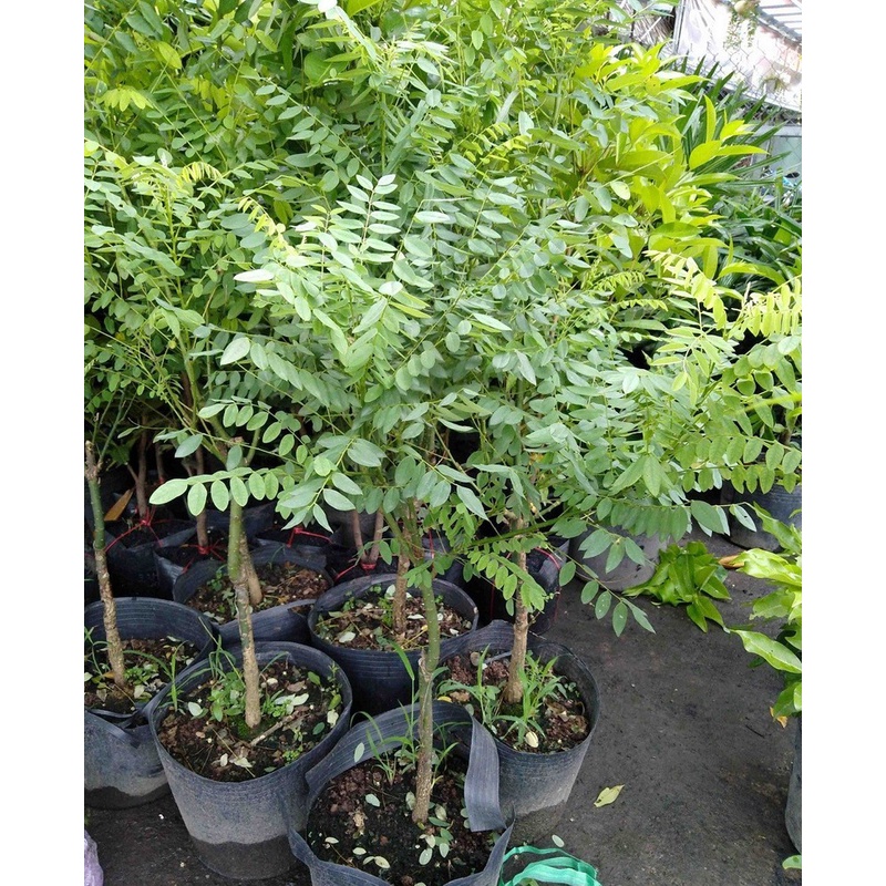 COMBO 2 CÂY GIỐNG CÂY HOA HÒE ,