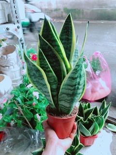 Lưỡi Hổ Cao