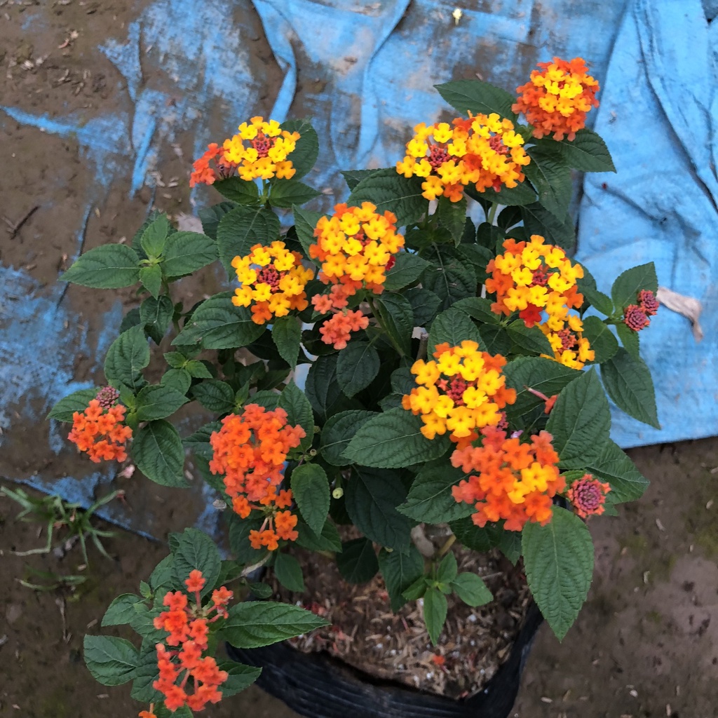 Cây ngũ sắc - ngũ sắc đứng cao 20cm màu vàng cam trang trí sân vườn tiểu cảnh hồ cá