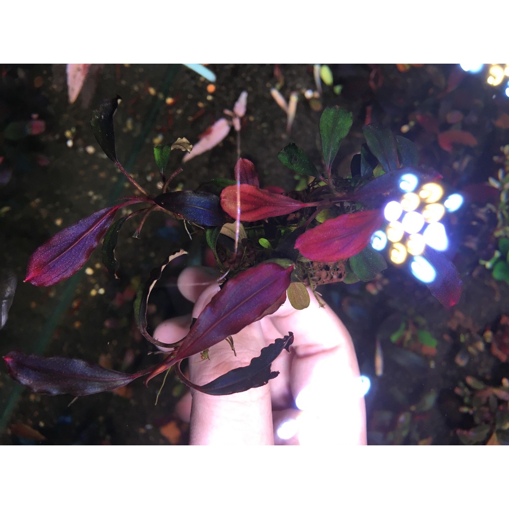 Combo Phân Nước Bucephalandra | Phân nước Bucep | Buce Aquarist