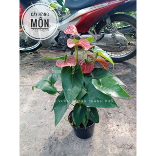 Cây hồng môn trồng nội thất
