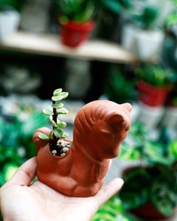 Chậu đất nung hình thú - trồng sen đá