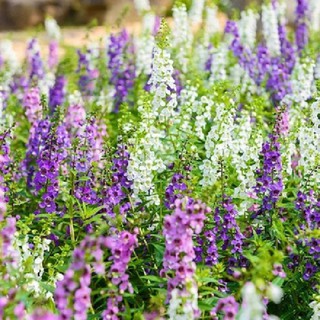 CHẬU HOA VIOLET NHẬT