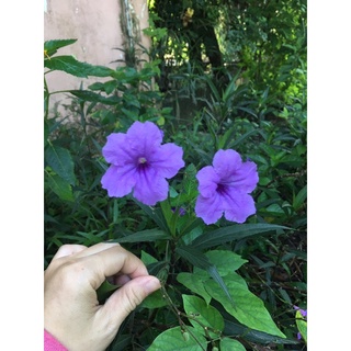 Cây chiều tím