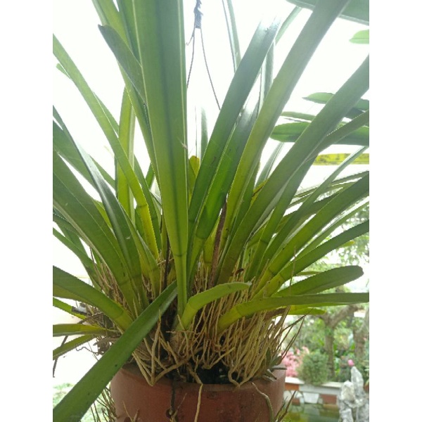 10 Cây Địa Lan