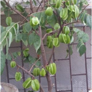 Cây giống khế ngọt
