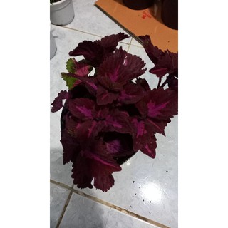 Cây lá gấm