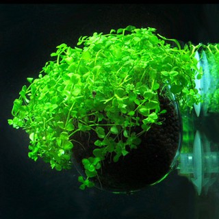 Water grass breeding pot water grass breeding cup