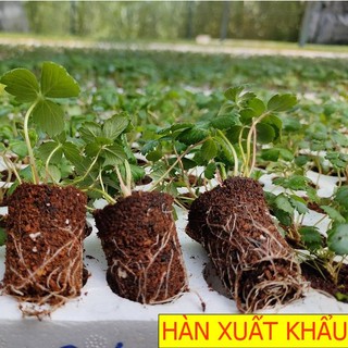 COMBO 6 CÂY GIỐNG DÂU TÂY HÀN XUẤT KHẨU
