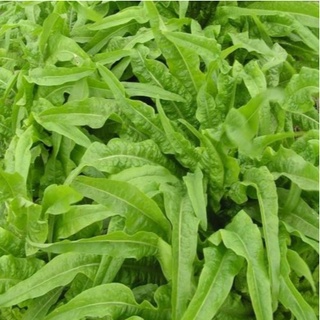 Hạt giống Xà Lách Nhọn (Rau Diếp Thơm)