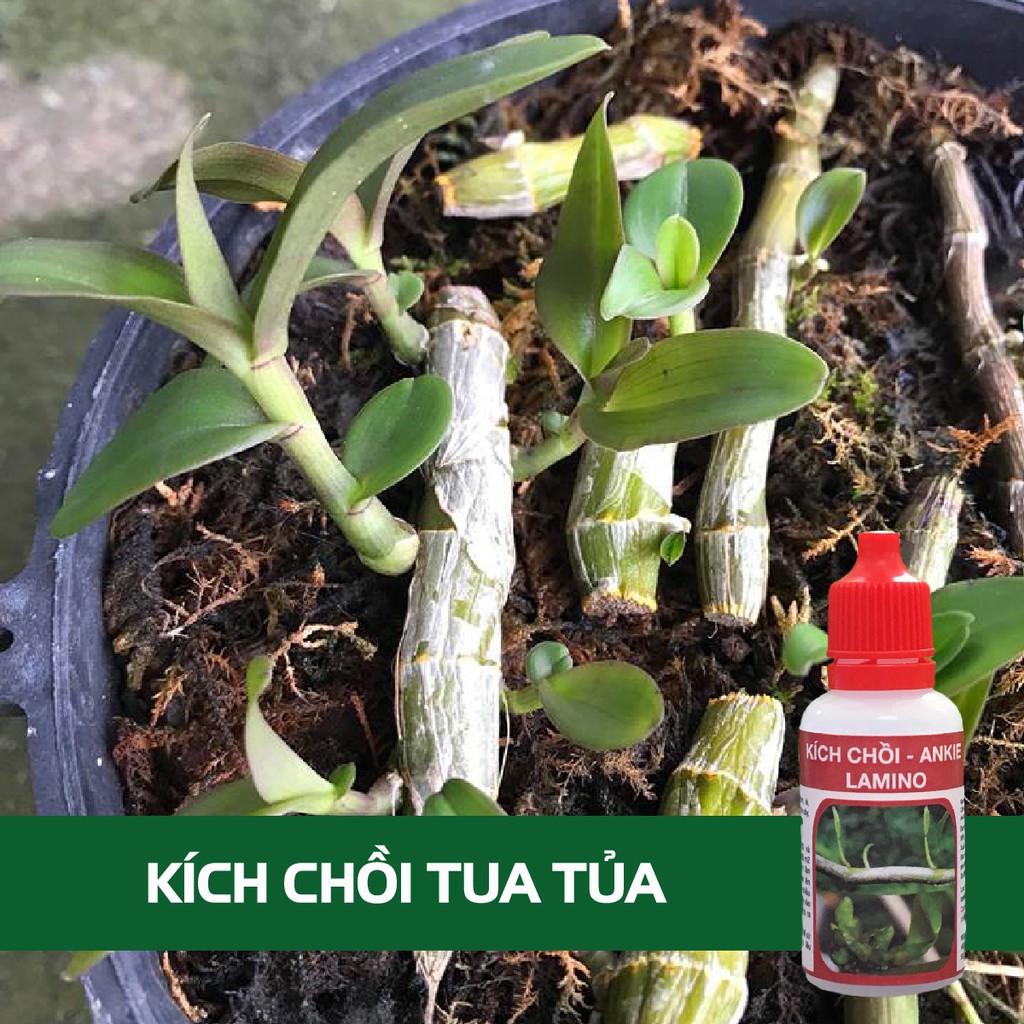 THUỐC kích mầm, chồi keiki hoa Lan, Hồng, Mai cực mạnh ANKIE 20ml