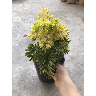 Caykiengsadec cây đinh lăng vàng + Tặng Phân Bón