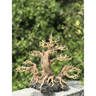 LŨA BONSAI CHO HỒ THỦY SINH SIZE LỚN [BT/01]