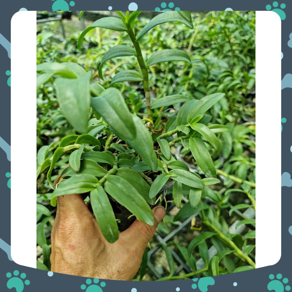 [Siêu Sale] combo 3 loại giã hạc trắng, năm cánh trắng trưởng thành 4-5 ngọn