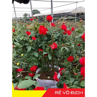 Cây hoa hồng Tố Nữ nhiều hoa và nụ ( hồng lửa cực đẹp )