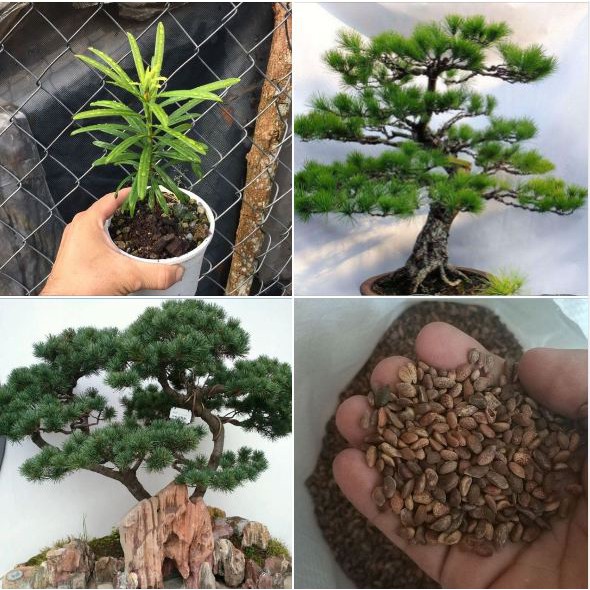 Hạt giống cây tùng la hán gói 10 hạt