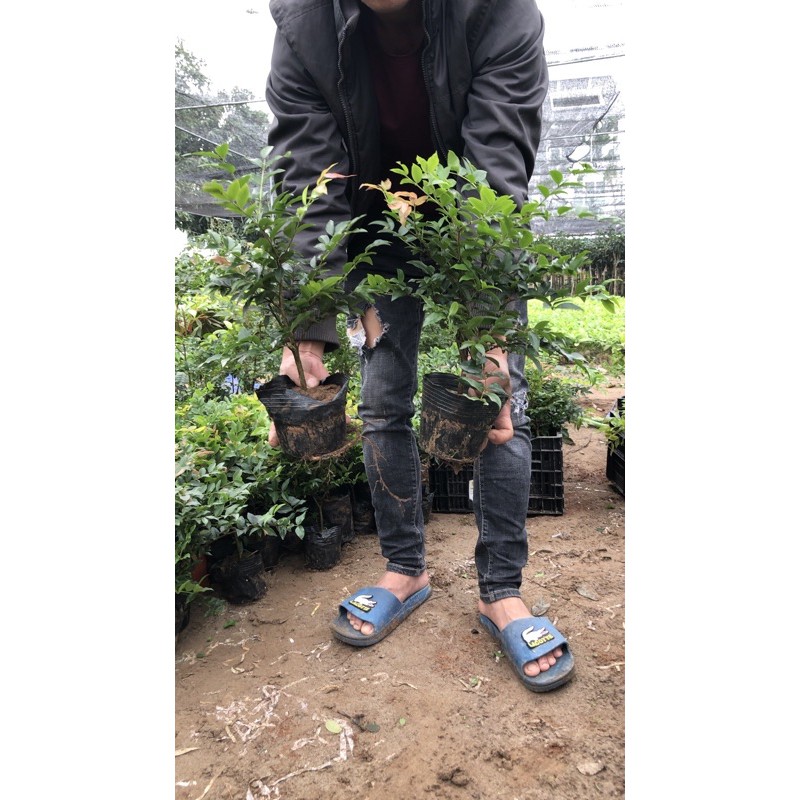 nho gỗ giống 2 cây