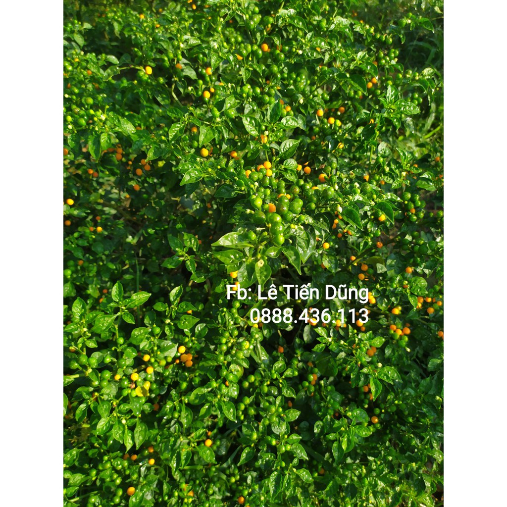 20 Quả ớt Charapita - Peru ! Mỗi quả có từ 5-10 hạt.