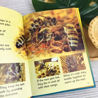 [Big Sale!] Bộ nhập 10q - USBORNE BEGINNERS NATURE BOXSET