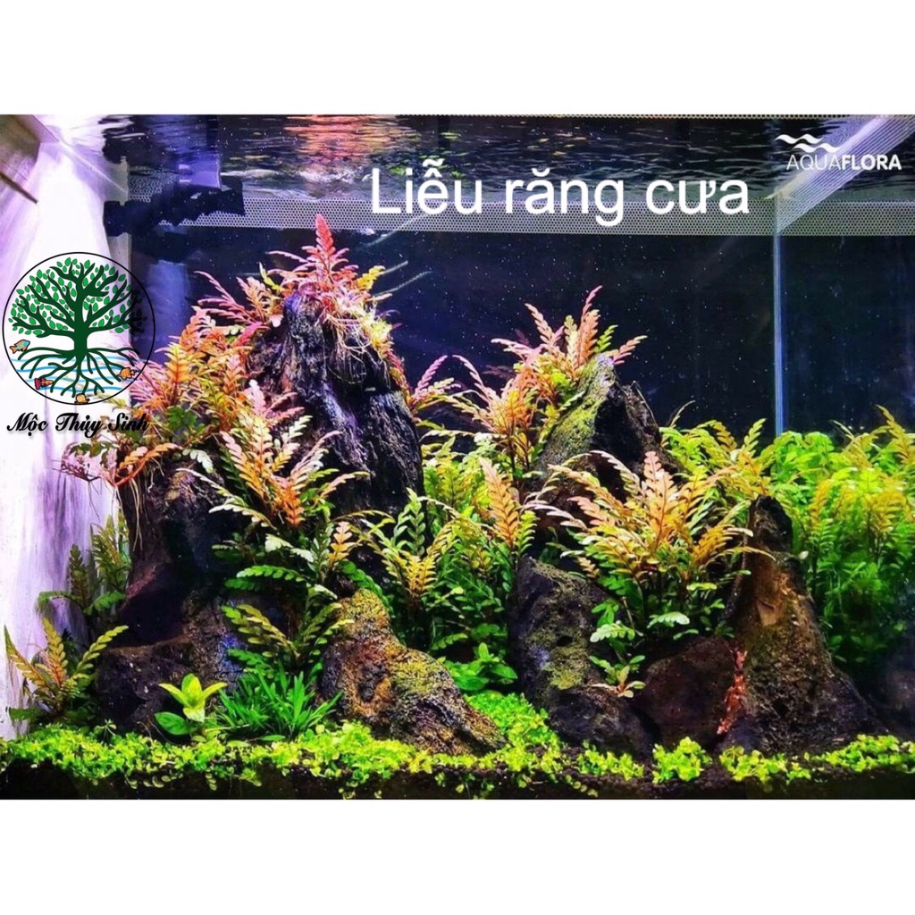 LIỄU ĐỎ RĂNG CƯA LÁ CẠN  - DÁN LŨA  HOẶC ĐÁ , CẮM NỀN HỒ CÁ THUỶ SINH
