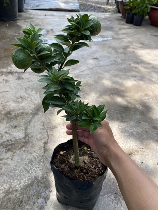 Cây 🌲 Cam Mỹ vàng(đang trái)