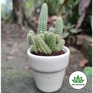 Xương Rồng Ngón Tay Đà Lạt Đã Thuần Khí Hậu Size Bầu Đường Kính 4-6cm