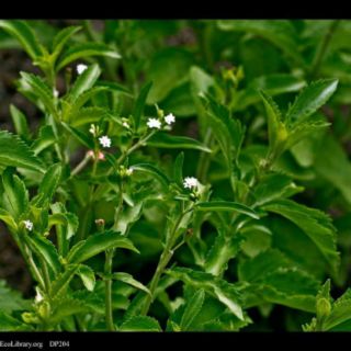 Đường cỏ ngọt stevia dạng gói