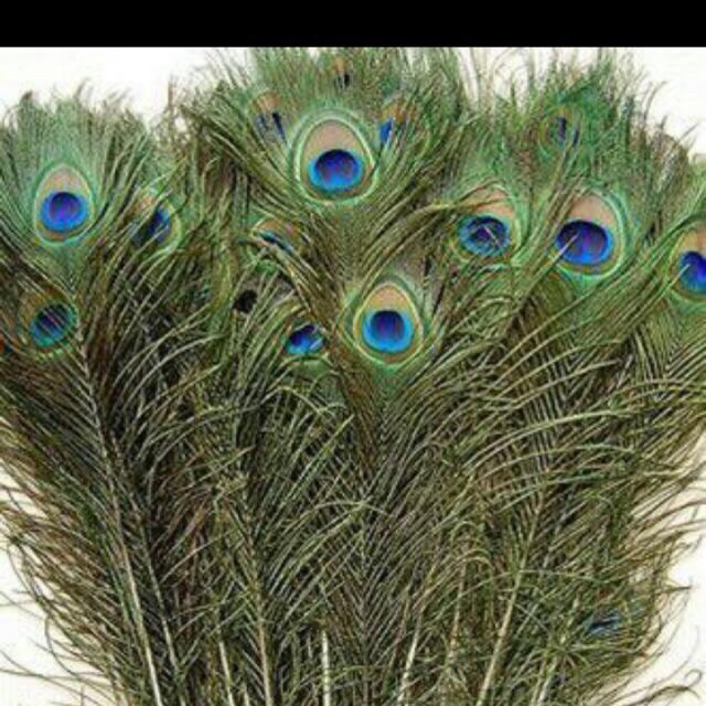 combo 39 lông công tài lộc 80-85cm loại mắt to đẹp | BigBuy360 - bigbuy360.vn