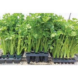 Combo 10 cây giống cần tây Mỹ loại cây lớn chuyên dùng ép nước detox-vườn của bosss