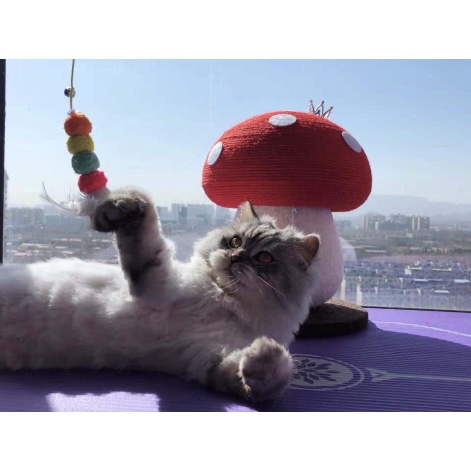 Đồ chơi cào móng cho mèo hình cây nấm