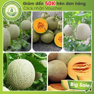 30H - Hạt Giống Dưa Lưới Vỏ Xanh Ruột Vàng F1