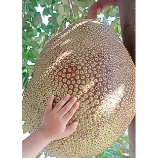 CÂY GIỐNG MÍT RUỘT ĐỎ ( CÂY GHÉP CHO TRÁI SIÊU SỚM)
