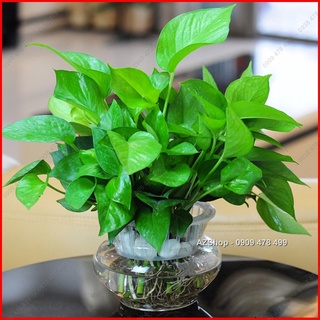 Trầu Bà Thái Xanh trồng cạn hoặc thủy sinh - giúp xanh mát gia đình