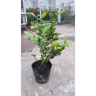 Cây siro nhiều nhánh