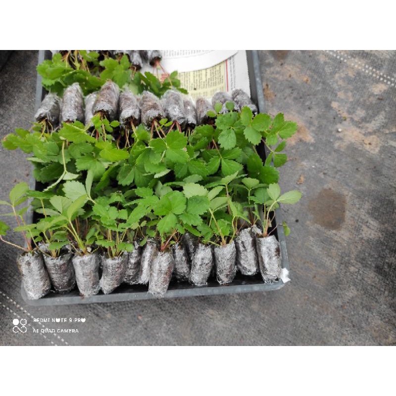 cây mô giống dâu tây nhật hana (combo 10 cây)