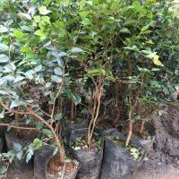 Combo 2 cây nho thân gỗ tứ quý