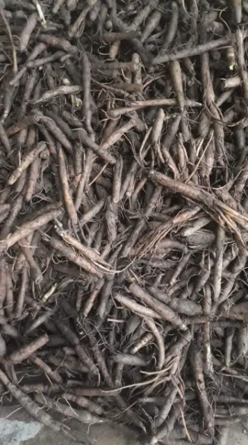 Sâm cau đen tiên mao khô rừng Tây Bắc 1kg
