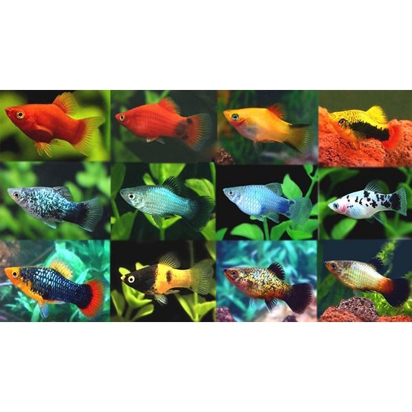 Mún dọn rêu hại thủy sinh