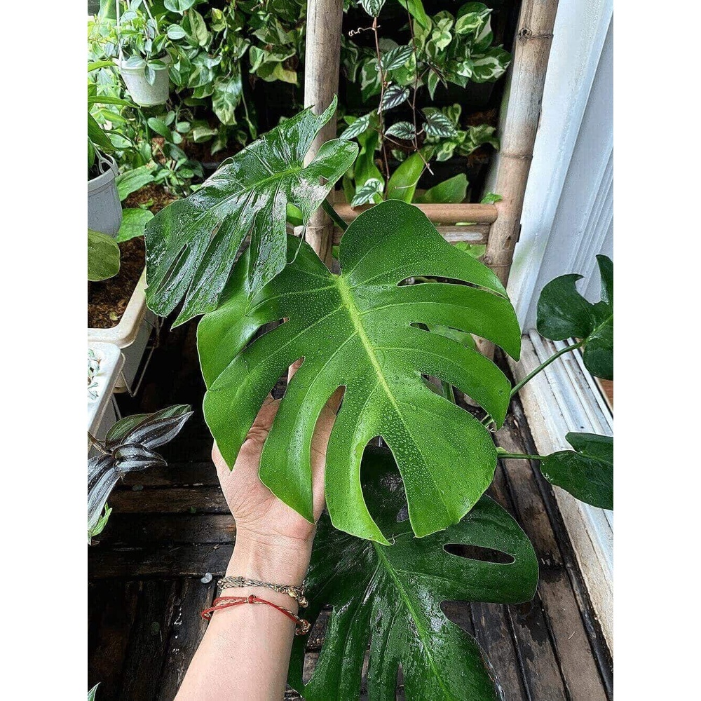 Cây Monstera deliciosa (Cây Quái Vật, Trầu Bà Lá Xẻ) trưởng thành có nhiều lá xẻ sâu chậu nhựa