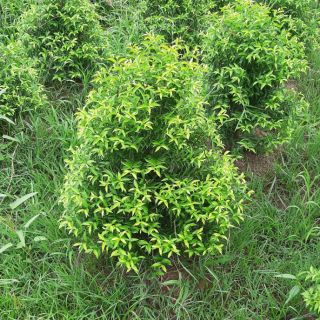 Mai chiếu thủy lá trung