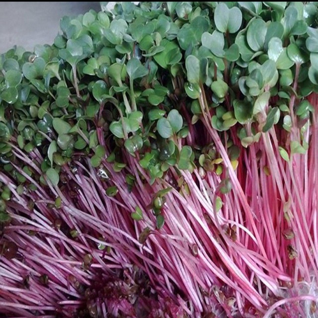Hạt giống mầm củ cải đỏ gói 20gram