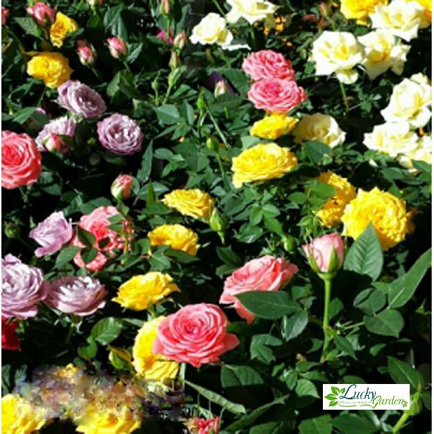 20 Hạt giống Hoa hồng Tỉ muội (tặng gói Kích nẩy mầm và Hướng dẫn) XTRA