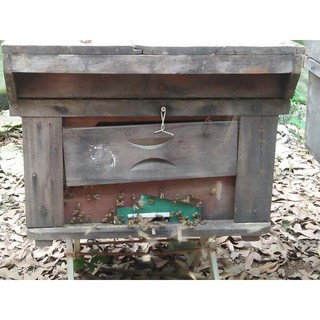 MẬT ONG HOA NHÃN THÁI HƯNG