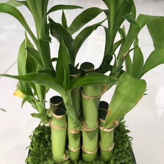 caykiengsadec - Cây Trúc phát tài - hoa kiểng lá - trang trí nội thất - cây phong thủy