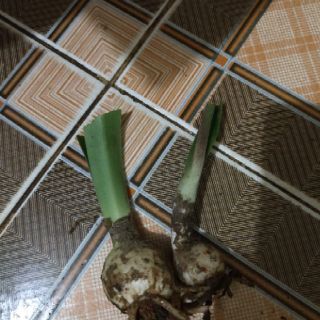 Củ bb lan huệ lai. Tặng huệ mưa