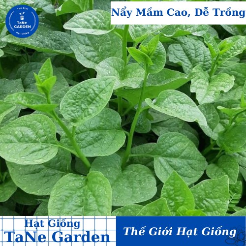 10Gr Hạt Giống Rau Mồng Tơi - TaNe Garden