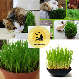 Hạt giống cỏ lúa mạch cho mèo/hamster giá siêu rẻ - Bon's House