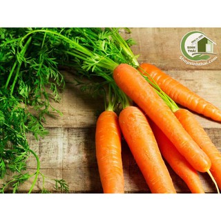 Hạt giống củ cà rốt