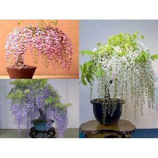 Hạt giống Hoa Tử đằng (5 hạt) luckyseed hạt siêu rẻ